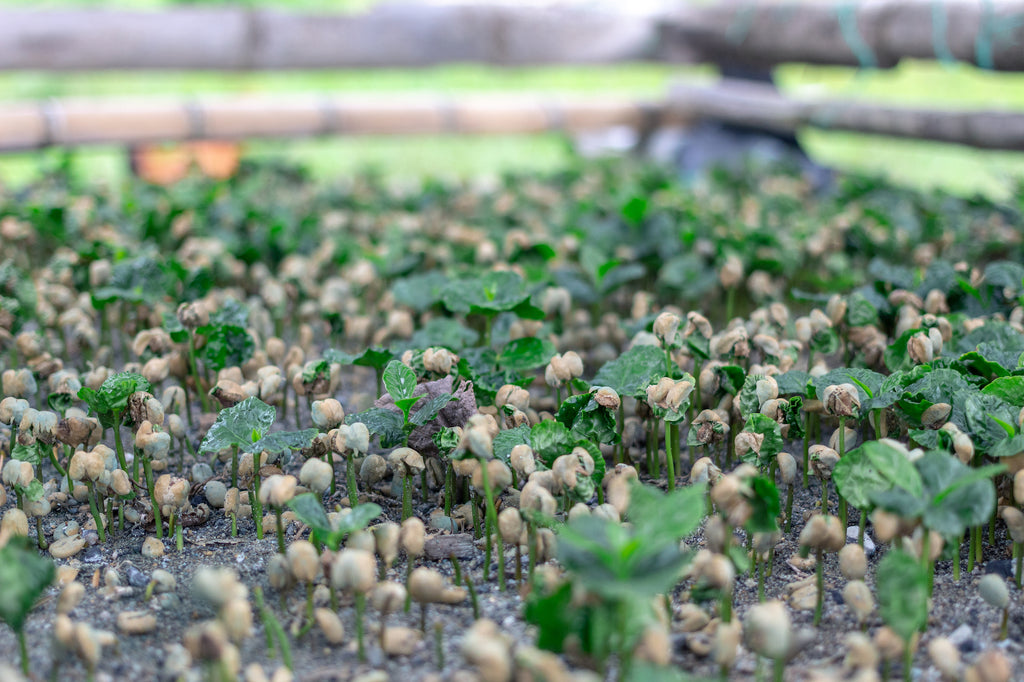 Newly germinated coffee plants, Cauca, Colombia.