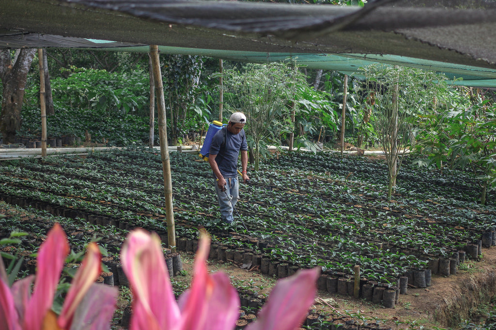 Coffee seedlings being tended at a nursery, Santa Ana, El Salvador.