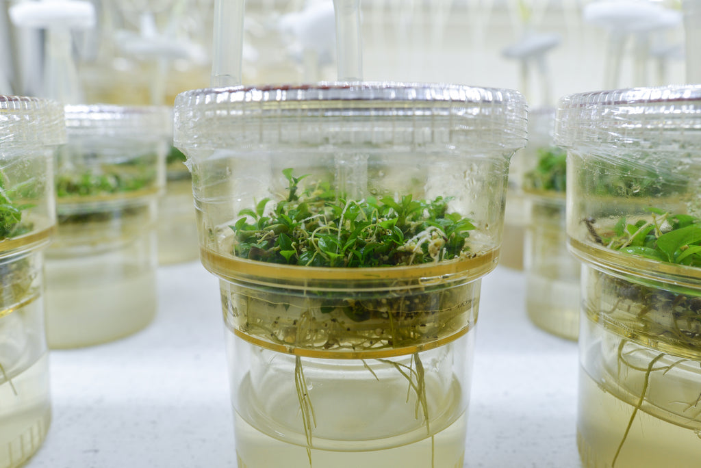 Laboratory-grown F1 Hybrids in development. (Photo credit: WCR)
