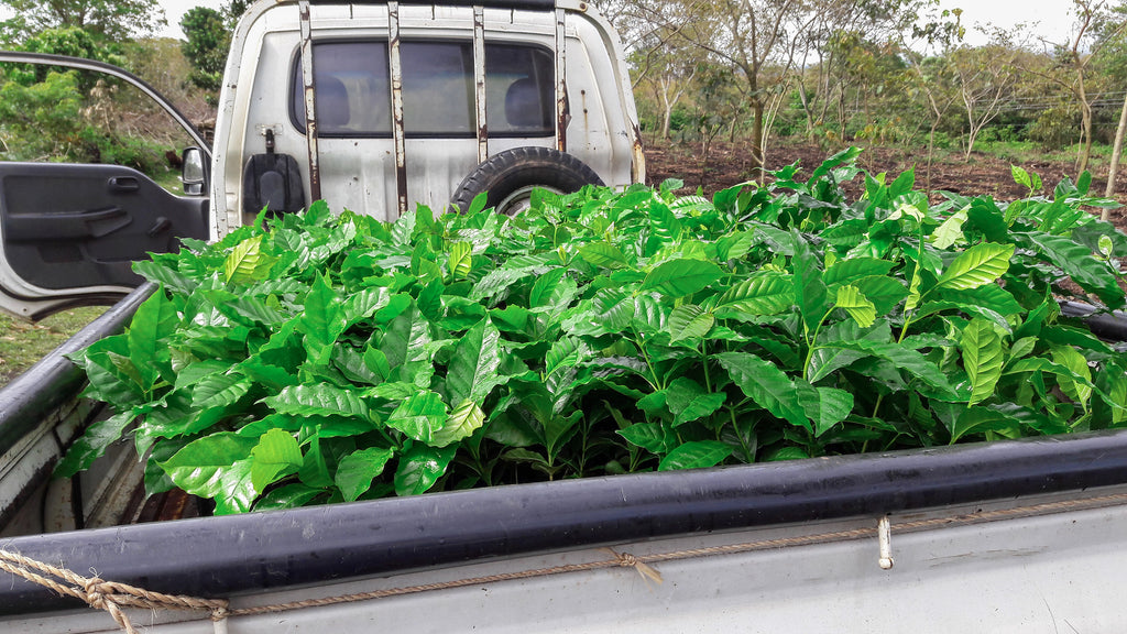 Experimental F1 hybrids await planting at a WCR Farm, El Salvador. (Photo credit: Sara Bogantes)