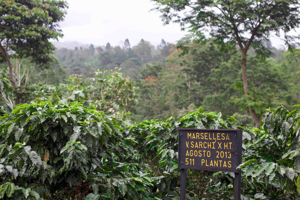 Marsellesa (Villa Sarchí x Hybrido Timor hybrid), planted at Aquiares Estate, Turrialba, Costa Rica.